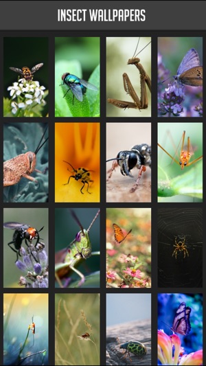 Insect Wallpaper(圖1)-速報App