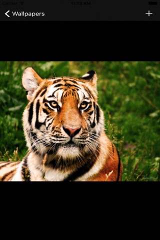 Free Tiger Wallpapers screenshot 2