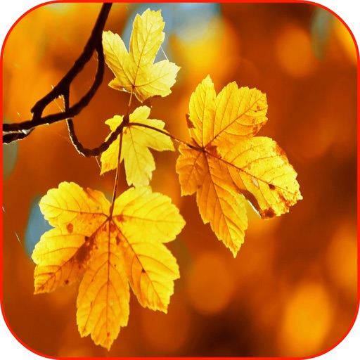 Autumn Leaves 3D HD Wallpaper Background & Autumn Puzzles Icon