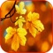 Autumn Leaves 3D HD Wallpaper Background & Autumn Puzzles