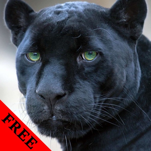 Panther Photos & Video Galleries of wildest cat FREE icon