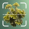 Lichen AI: Identify Lichen ID