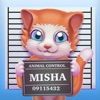 Cat Misha