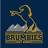 ACT Brumbies Rugby