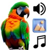 Parrot Sounds & 4K Wallpapers