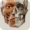 3D Anatomy for the Artist 2025