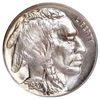 Buffalo Nickel