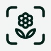 Planto: Plant Identifier