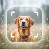 Dog Breed Identifier: Dog Care