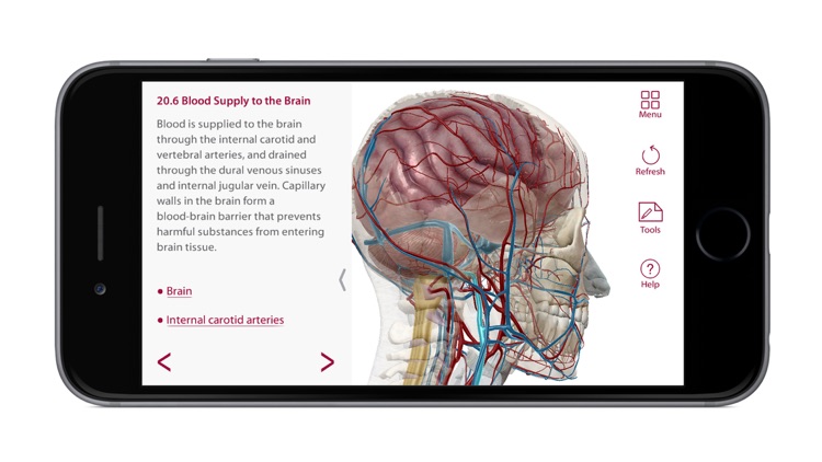 For Organizations - Anatomy & Physiology