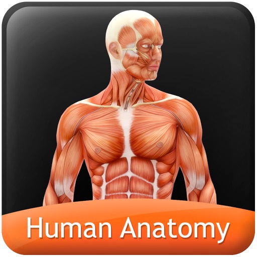Human Anatomy Explorer - Muscular System
