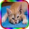 Cute Kittens Jigsaws Puzzle Game