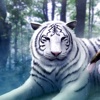 White Tigers Wallpapers HD: Quotes Backgrounds