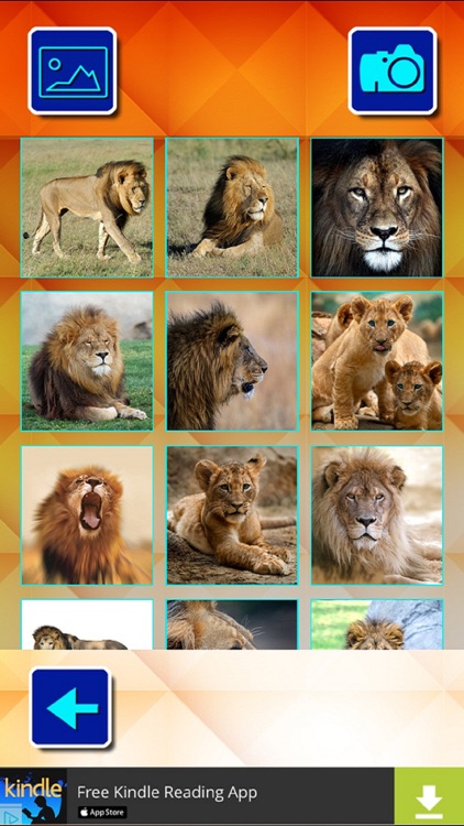 Lions and Big Cats - Puzzle Slide