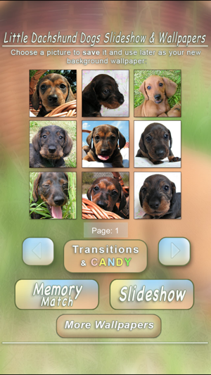 Little Dachshund Dogs - Slideshow & Wallpapers HD(圖2)-速報App