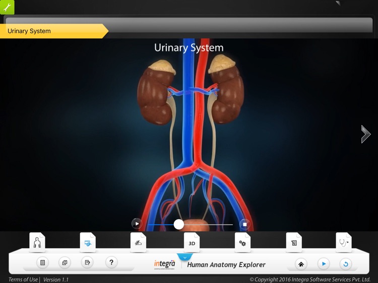 Human Anatomy Explorer Urinary System