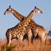 Giraffe Premium Photos and Videos
