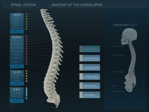 Spinal System screenshot 4