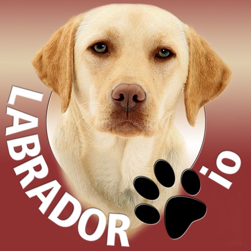 Labrador io