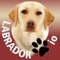 Labrador io