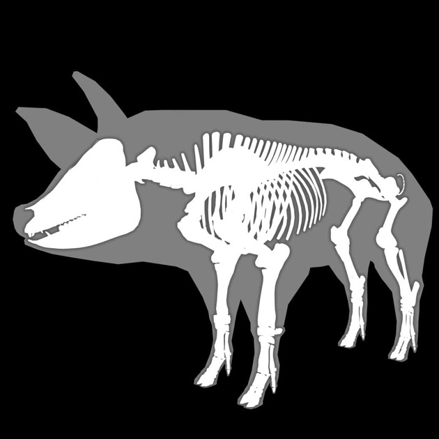 3d canine anatomy on the app store 3d pig anatomy