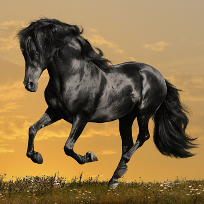 Horse Wallpapers and Backgrounds