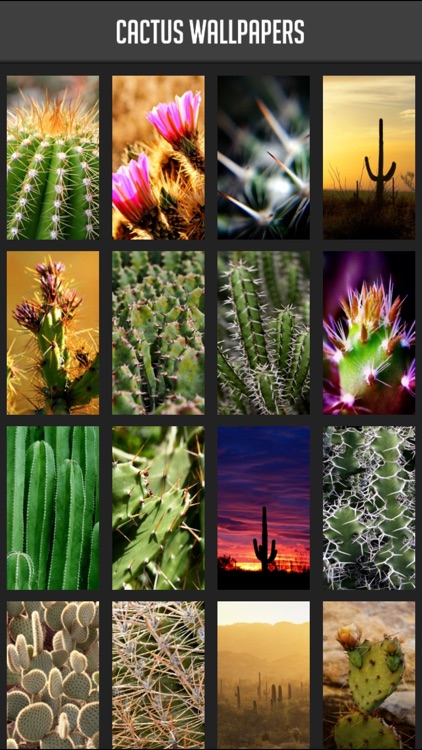 Cactus Wallpaper screenshot-0