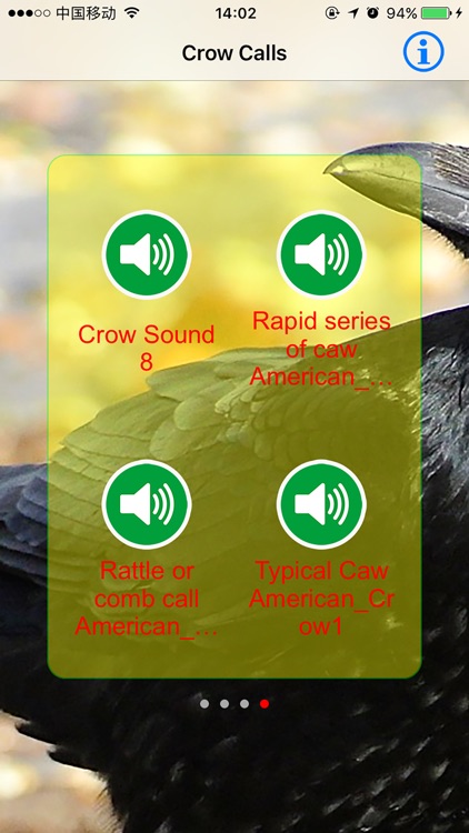 Crow Hunting Calls & Sounds - Real Sounds