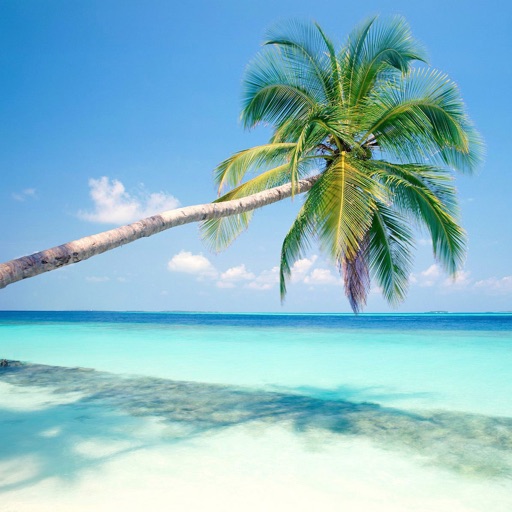 Beautiful Palm Tree Wallpapers icon