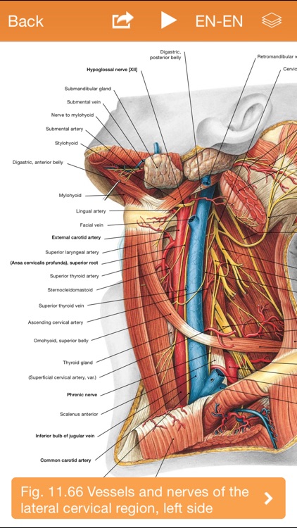 Sobotta Anatomy Atlas Free screenshot-3