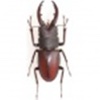 『昆虫の雑学事典』 Encyclopedia of Insect’s Trivia