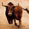 Bull Fighting Games-Bull Games