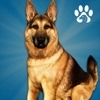 Animal Shelter Dog Simulator