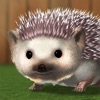 My Hedgehog