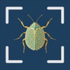 Bug Identifier - Insect °