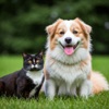 Dog and Cat - AI identifier