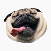 Pug Dog's Head