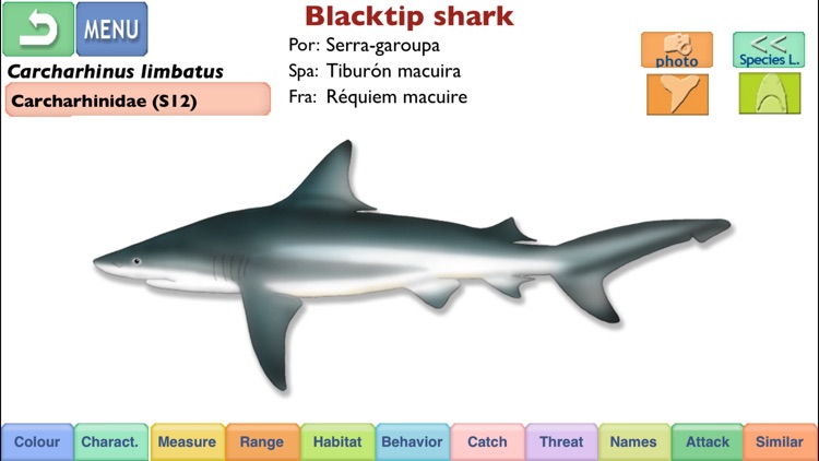 Sharks & Rays - Identification Guide