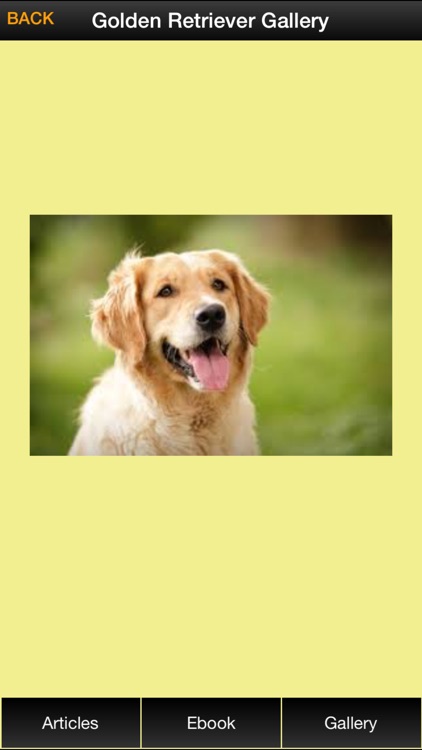 Golden Retriever Guide - Everything You Need To Know About Golden Retriever ! screenshot-4