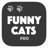 Cats are Funny - Vine & dubsmash gallery Pro