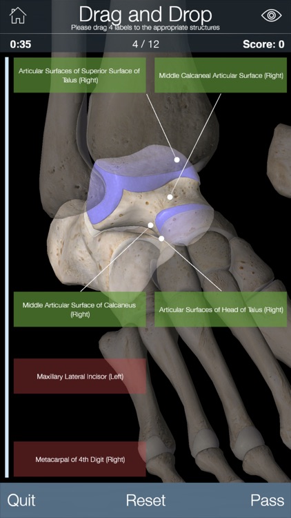 Essential Skeleton 4 screenshot-4