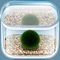 まりも - 水槽で小さな マリモ を育てることができる癒しの育成アプリ