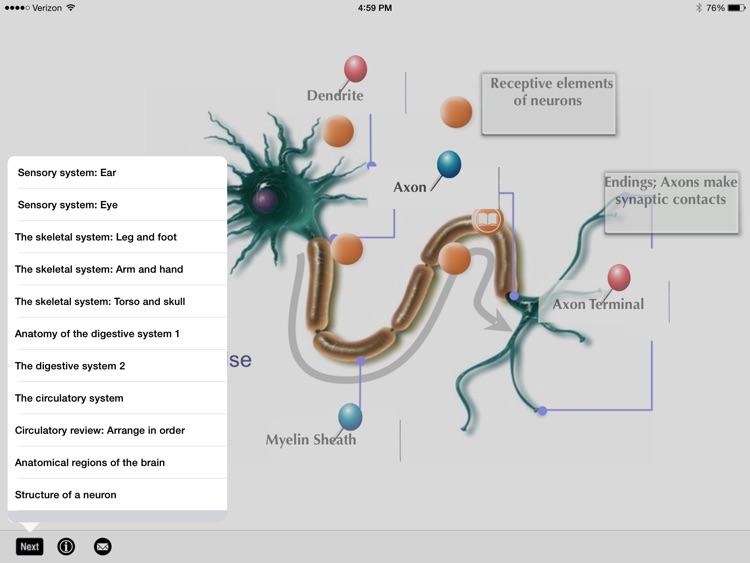 SLC: Anatomy and Physiology