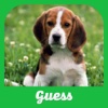 Guess The Dog (Quiz)