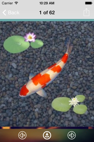 Koi Wallpaper: Best HD Wallpapers screenshot 2