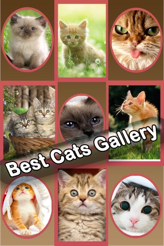 Best Cute Puppies and Cute Cat Wallpapers HD screenshot 4