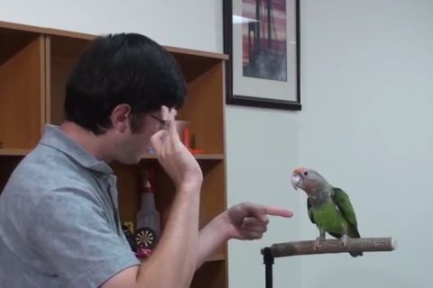 Parrot Training screenshot 3