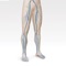 Phlebological is an educational tool for doctors to help their patients understand chronic venous disease better