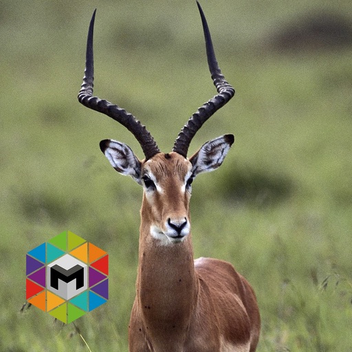 Antelope Simulator iOS App