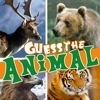 Guess the animal hidden mystery